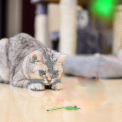 Drôle de chat Chien lampe de poche avec 5 modèles Usb Charge Souris Poisson Forme d’os Lumière Pet Training Chat [...]