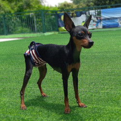 3 Piece Dog Diapers, Washable Protective Pants For Bitches, Adjustable Dog Panties For Urine Incontinence, [...]