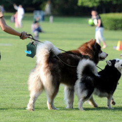 Distributeur de sacs à déchets pour animaux de compagnie avec crochet Accessoire imperméable pour courir avec des chiens