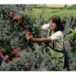 Fruit Picking Bag Orchard Picking Bag Picking Apron
