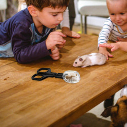 3pcs Plastic Hamster Poop Guinea Pig Poop Holder Small Pet Wastes Scoop Plastic Poop Scoops