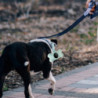 Small Lightweight Trash Portable Bone Shape With Buckle Dog Poop Bag Dispenser Small Lightweight Trash Portable Bone Shape With Buckle Dog Poop Bag Dispenser