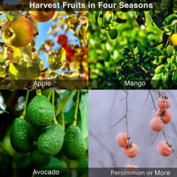 Outil de poteau de cueilleur de fruits avec manche long télescopique, outil de poteau de cueillette de pomme [...]