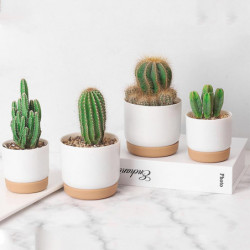 Large/small Container Accessories For Cactus High Strength Plant Pots