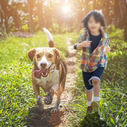 Sac jetable de caca de chien Sac de dégradation de sac de caca de chien pour ramasser en gros