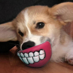 3 Pack Hot Sale Random Color Transer Pet Supplies Drôle Grincement Dents de chien Ch