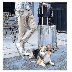 Pet Supplies, Dog Leash, Elastic Explosion-proof Okinawa Dog Rope, For