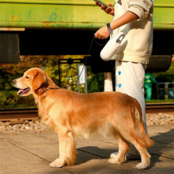 Portable Dog Poop Pick Up Tool With BagsDog Pooper Scooper With Bag Liner