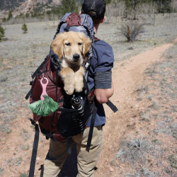 4pcs Dog Poop Bag Holder, Silicone Dog Poop Bag Dispenser, Dog Leash Waste Bag Holder For Dog Walking Bike Accessory