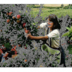 Fruit picking bags, orchard picking bags, picking aprons