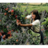 Fruit Picking Bags Orchard Picking Bags Picking Aprons