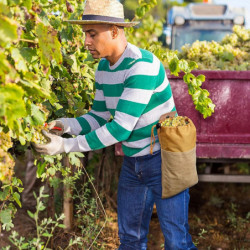 Mushroom Foraging Bag - Mushroom Picking Pouch | Outdoor Picking Fruit Bags,Dog Treat Pouch,Waterproof Picking Bag
