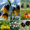 200 Pcs/Sac De Graines Respectueux De L’environnement Croissance Rapide Fritillaire Fraîche Fleur Mixte Graines [...]
