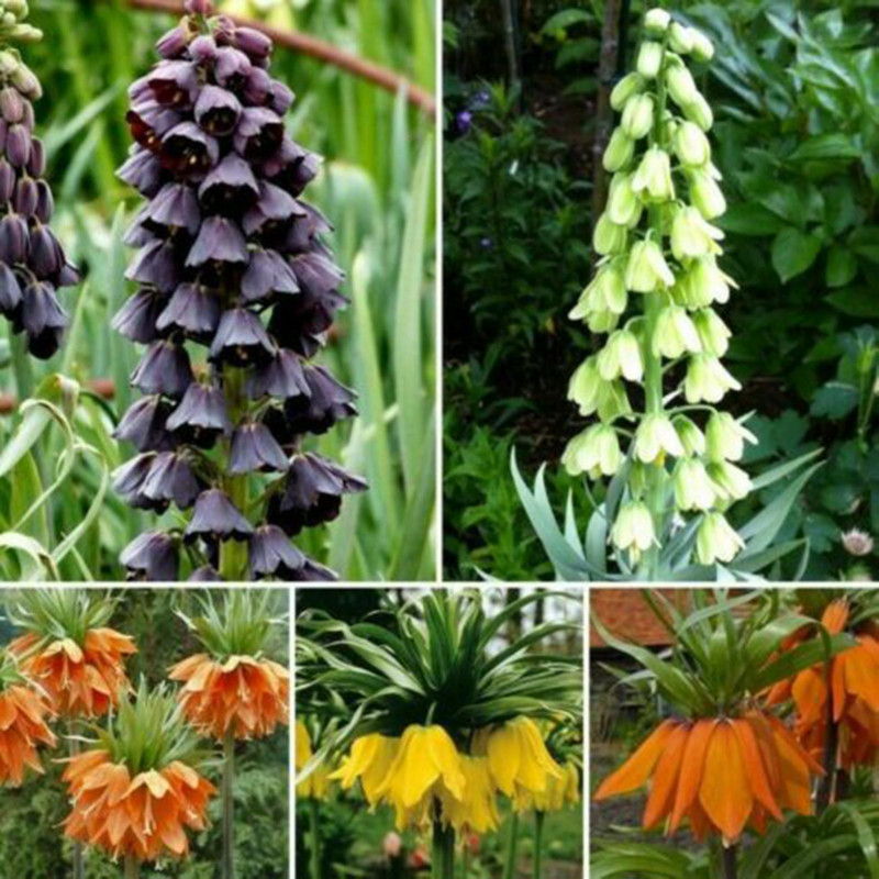 200 Pcs/Sac De Graines Respectueux De L’environnement Croissance Rapide Fritillaire Fraîche Fleur Mixte Graines [...]