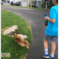 Je suis Gismo - Laisse pour chien avec distributeur de sacs à crottes