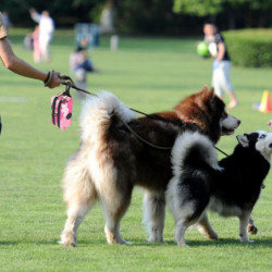 Poop Bags Holder Dog Leash Attachment Waste Bags Organizer 600d Oxford Cloth Poop Bags Holder Dog Leash Attachment Waste Bags Organizer 600d Oxford Cloth