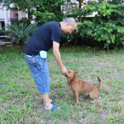 Dog Treat Bag Puppy Treats Silicone Pouch Magnetic Closure For Walking Hiking Dog Treat Bag Puppy Treats Silicone Pouch Magnetic Closure For Walking Hiking