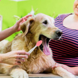 Dog Dental Care Brosse à dents pour chien Long Handled Dual Head Finger Kit