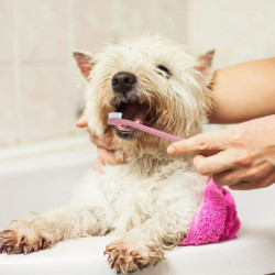 12pcs Pet Dog Dual Headed Toothbrushes Dog Tooth Gentle Dental Care Toothbrush