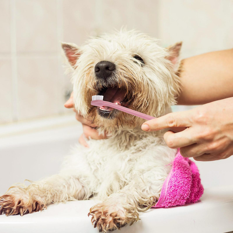 12pcs Pet Dog Dual Headed Toothbrushes Dog Tooth Gentle Dental Care Toothbrush
