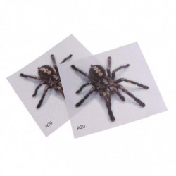 2 Pcs Pvc Transparent Frosted Reptile Sticker Aquarium Wall Backdrop Type 3