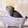 Chapeau de bain imperméable à l’eau de protection d’oreille de douche pour animaux de compagnie pour chats et [...]