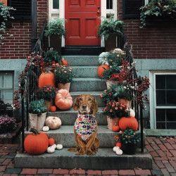 Funny Halloween Cotton Plaid Pet Dog Triangle Scarf - Halloween Fluorescence Pet Dog Cat Gifts