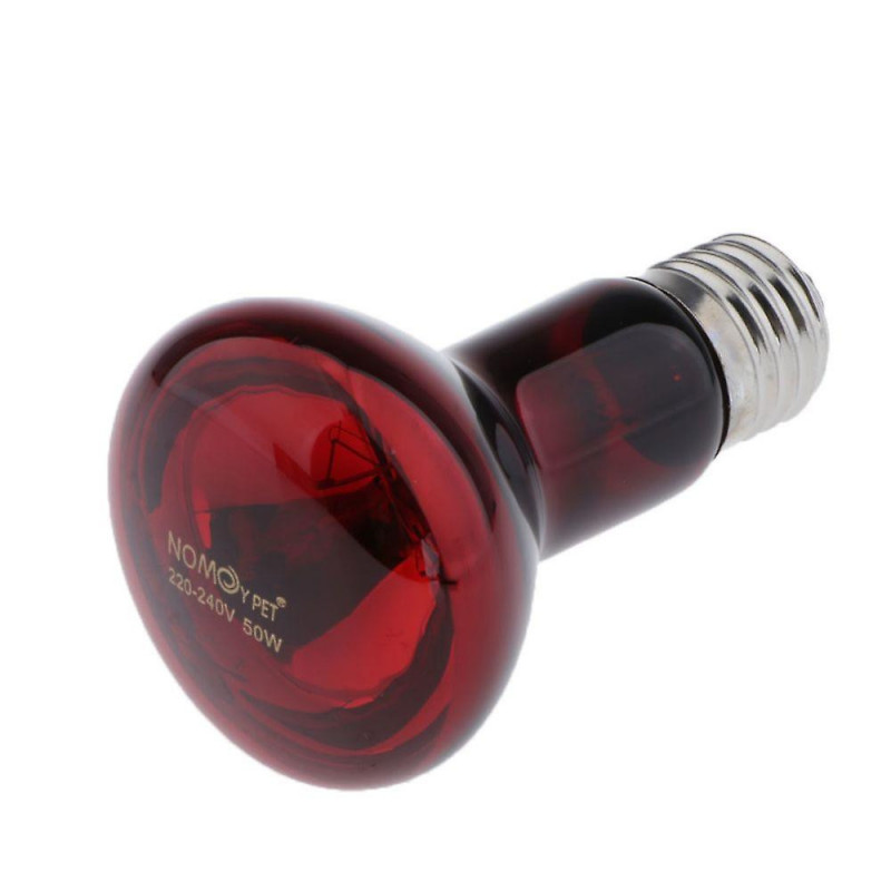 Turtle Lizard Turtle Supply