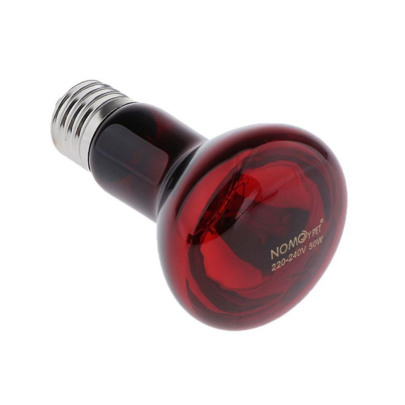 Turtle Lizard Turtle Supply