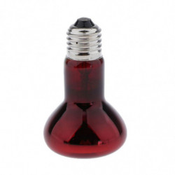 Turtle Lizard Turtle Supply