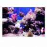 Aquarium Sticker