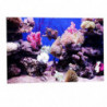 Aquarium Sticker