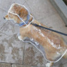 Imperméable pour chiens et chats avec capuche, réglable, pvc, transparent, waterp
