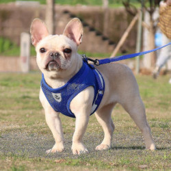 Harnais pour chien et ensemble de laisse pour promener le chat et le harnais pour petit chien