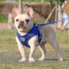 Harnais pour chien et ensemble de laisse pour promener le chat et le harnais pour petit chien