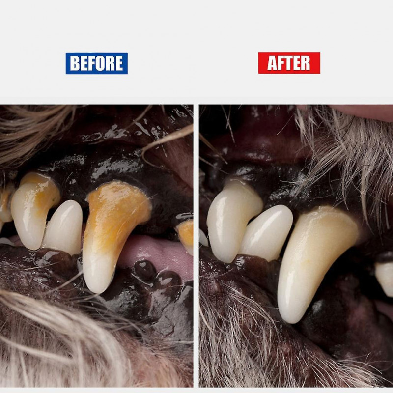 Dent dentaire de chien pour détartreur et racleur Outils de nettoyage des dents d’animaux pour chats Chiens