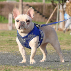 Dog Harness And Leash Set For Walking Cat And Small Dog Harness