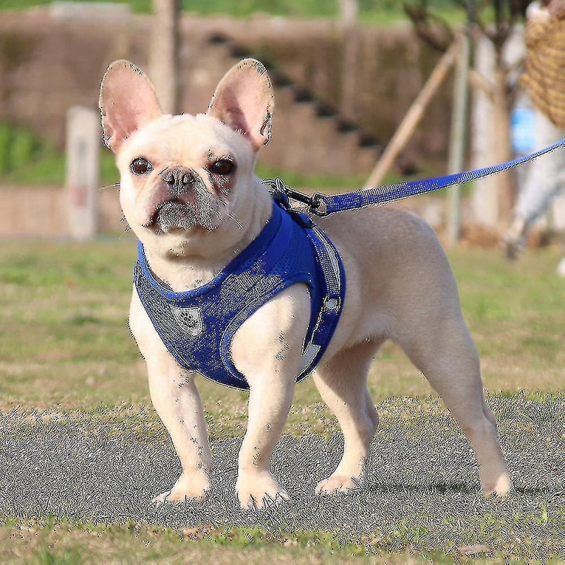 Dog Harness And Leash Set For Walking Cat And Small Dog Harness