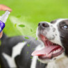 Dog Breath Freshener Spray Fresh Dental For Dogs And Cats Mouth Wash Rinse 30ml Cat Care Bad