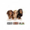3 Bols Pour Chiens Portatifs