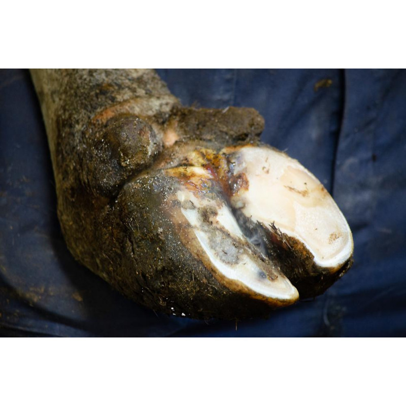 Easysol Clean Liquid