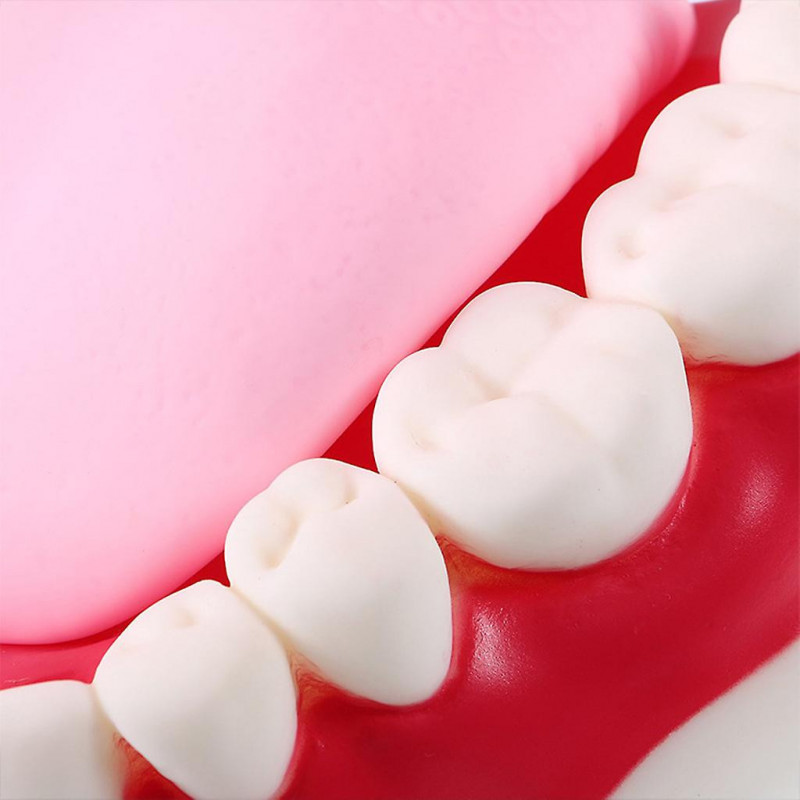 Modèle de démonstration d’enseignement des soins dentaires pour enfants