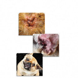 Poudre nettoyante pour les oreilles d’animaux de compagnie, poudre d’épilation douce pour les oreilles d’animaux [...]