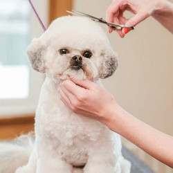 Ciseaux Pour Chien Acier Inoxydable Tranchant 4.5inch Ciseaux Toilettage Chien Professionnel Pour Chats Chiens Et [...]