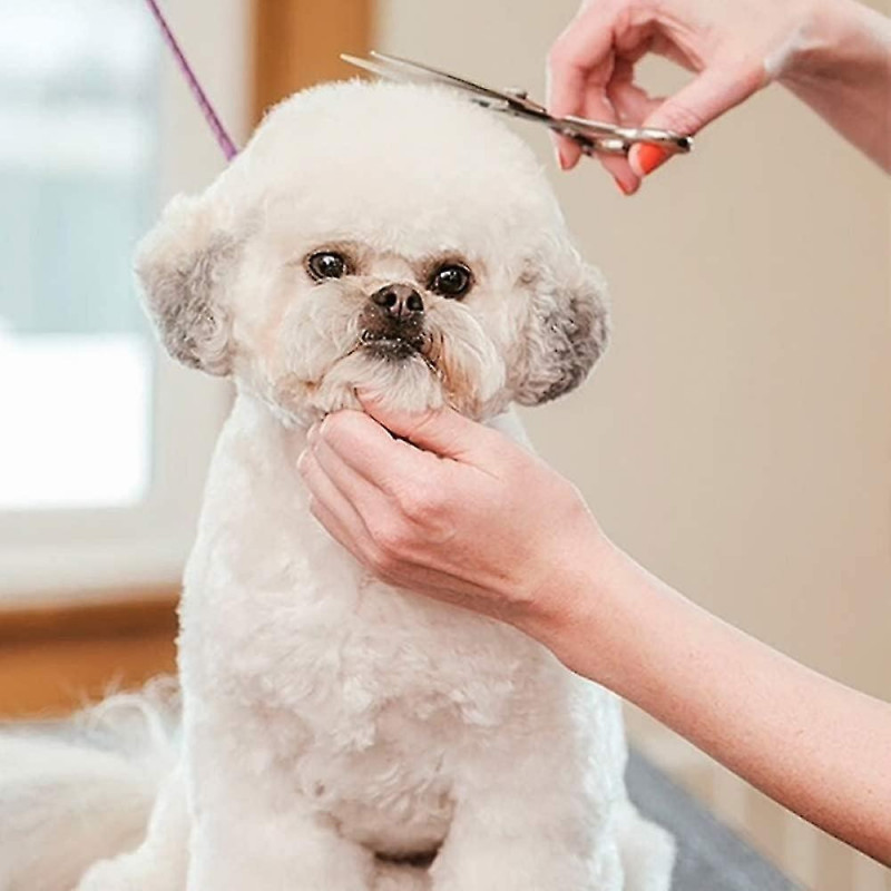 Ciseaux Pour Chien Acier Inoxydable Tranchant 4.5inch Ciseaux Toilettage Chien Professionnel Pour Chats Chiens Et [...]
