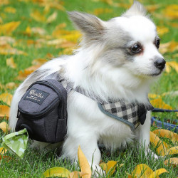 Pet Dog Treat Pouch Portable Multifonction Dog Training Bag Outdoor Travel Dog Poop Bag Distributeur Durable Pet [...]