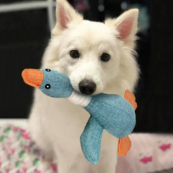 Jouets Pour Chiens Pour Mcheurs Agressifs Lgers Rsistance Aux Morsures