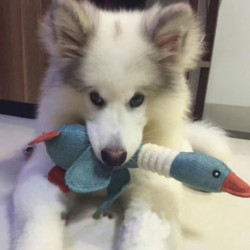 Jouets Pour Chiens Pour Mcheurs Agressifs Lgers Rsistance Aux Morsures