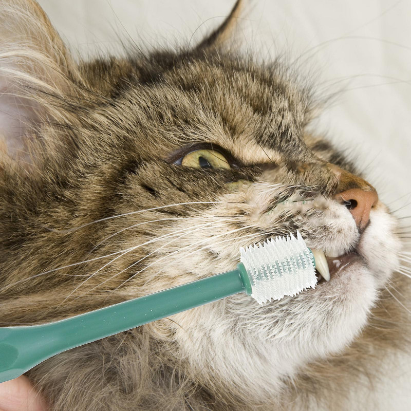 2 Pcs Esthetician Supplies Kitten Toothbrush Small Dog Toothbrush Work Sculpture Finger Cots Puppy Tooth Brush Cat [...]