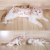 Costume de récupération de chat Réglable Anti léchage Professionnel Pet Surgery Recovery Body Suit